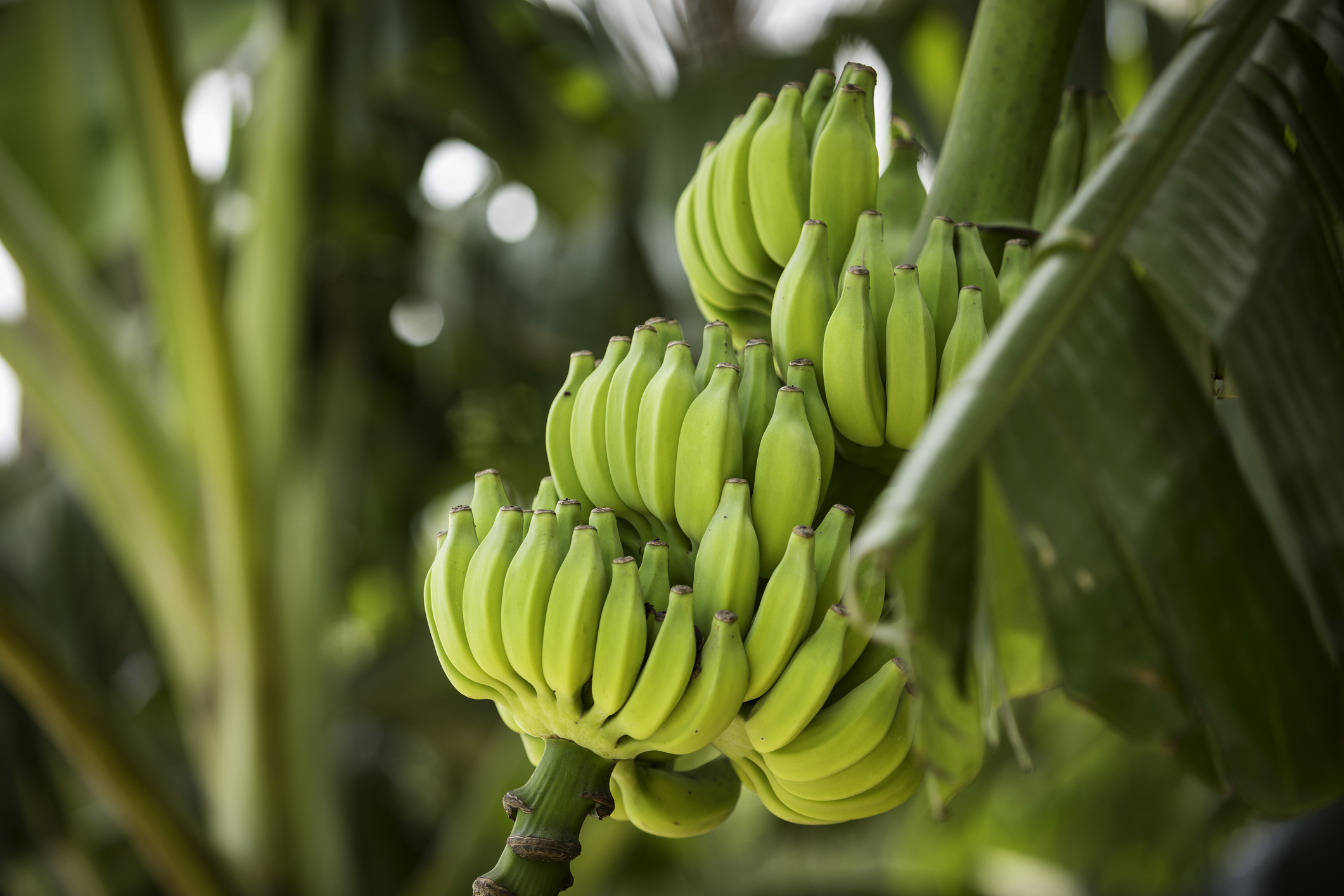 Banane2.jpg