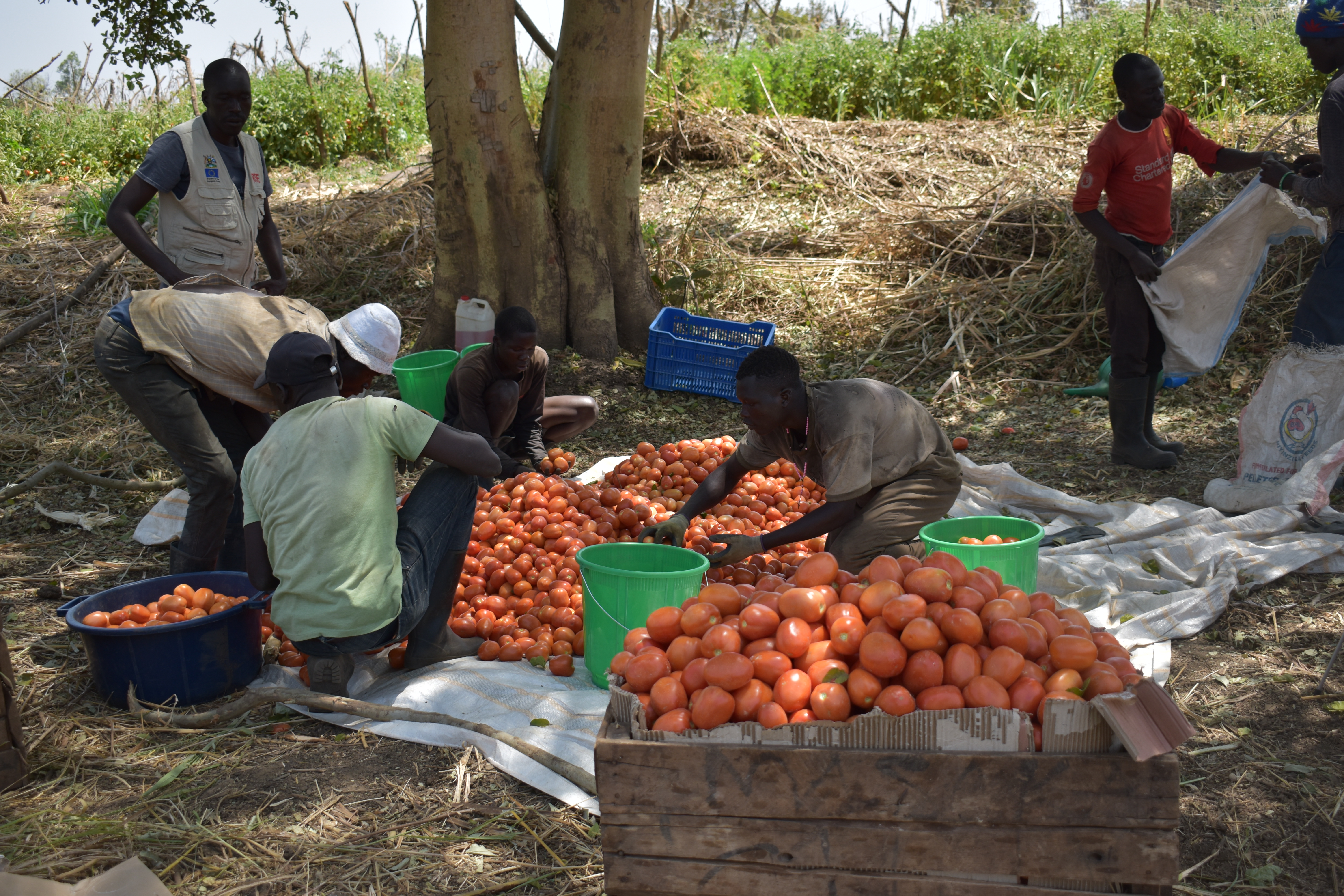 Irrigation_Beneficiaries_sorting_tomatoes_for_marketing.JPG