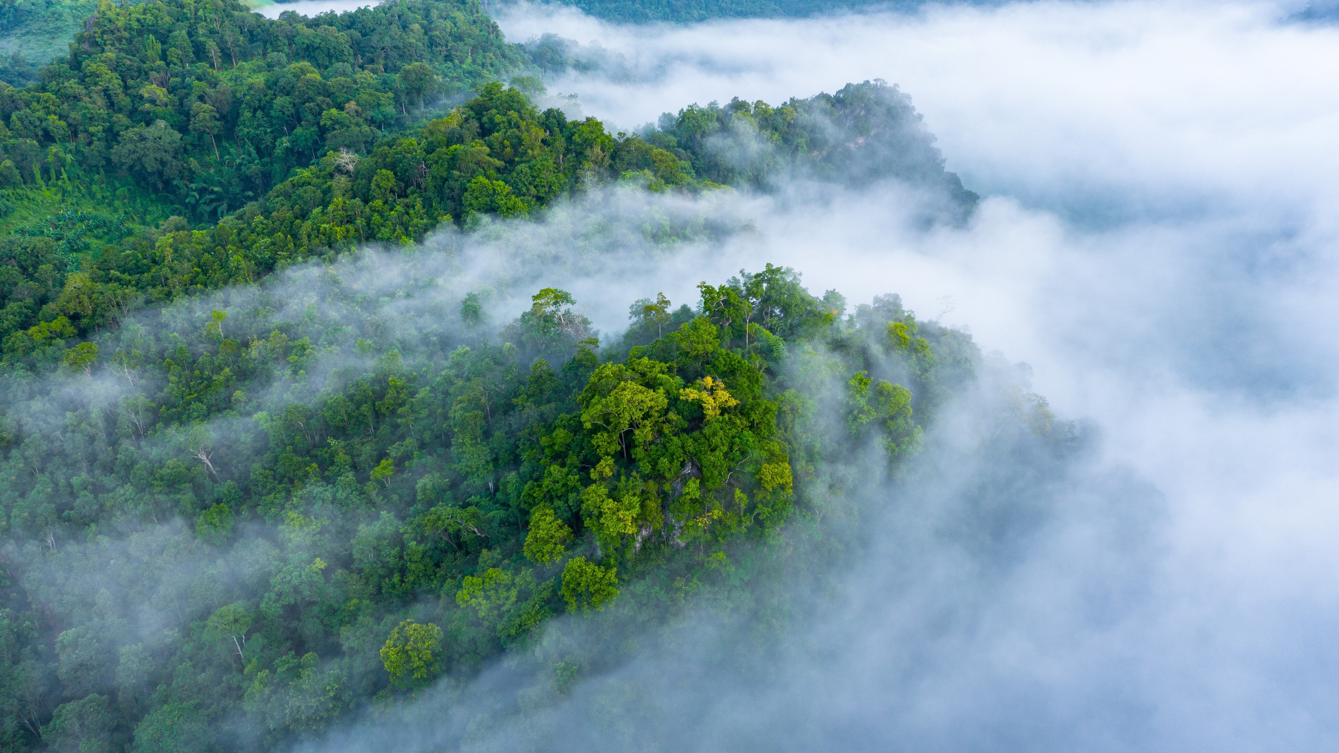 Results-based_carbon_payments_for_Ethiopian_coffee_agroforestry.jpg