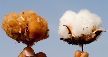 Cotton_1.jpg