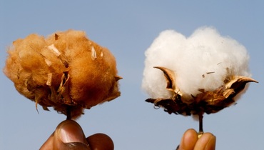 Cotton_1.jpg