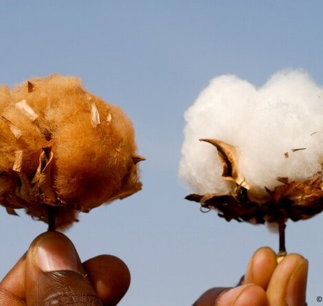 Cotton_1.jpg