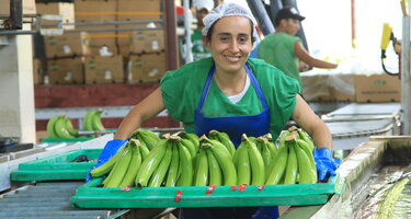 Bild_Banana_Link_1.JPG
