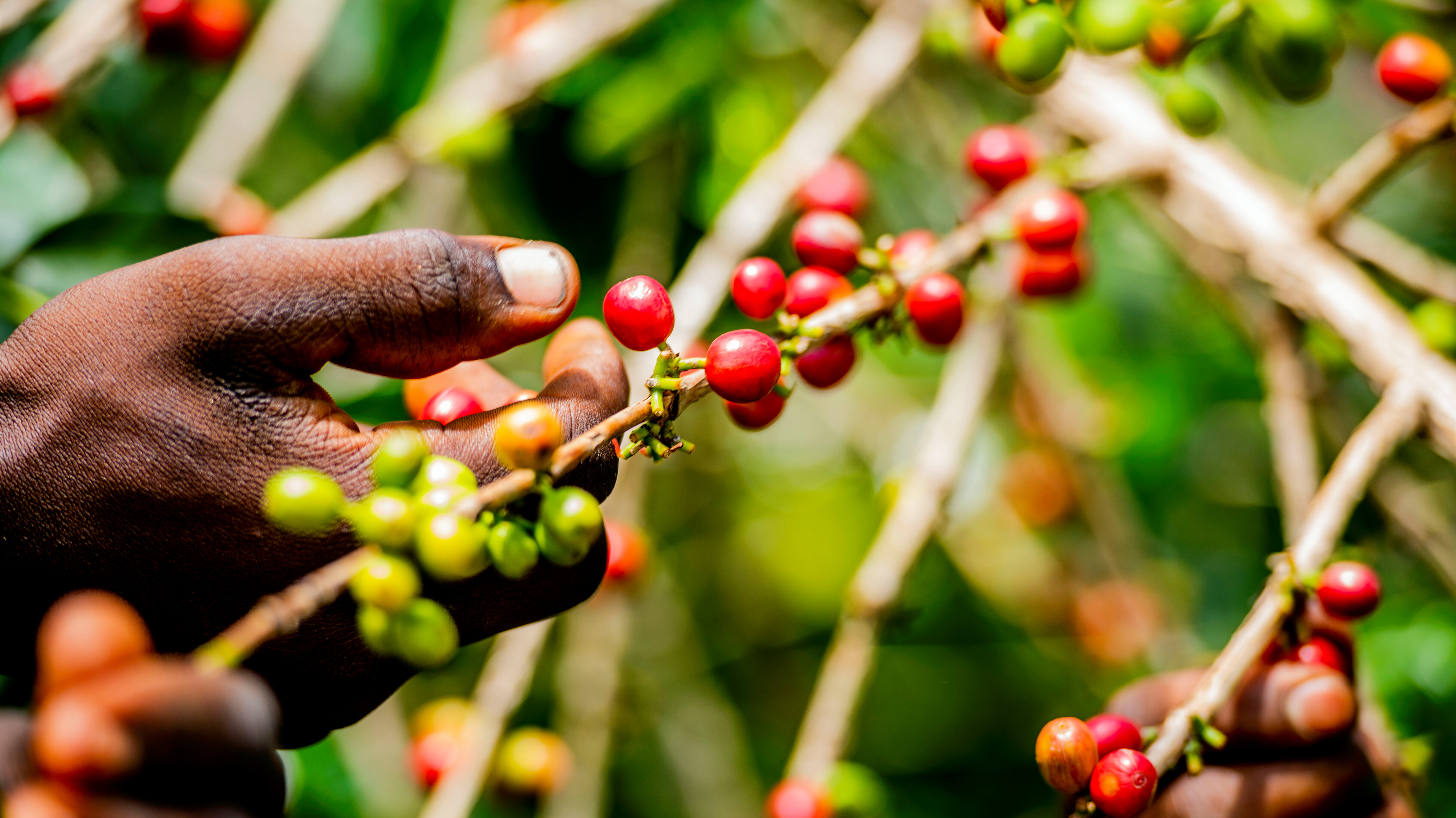 Coffee_and_Patchouli_intercropping_for_increased_-_Kopie__3_.jpg