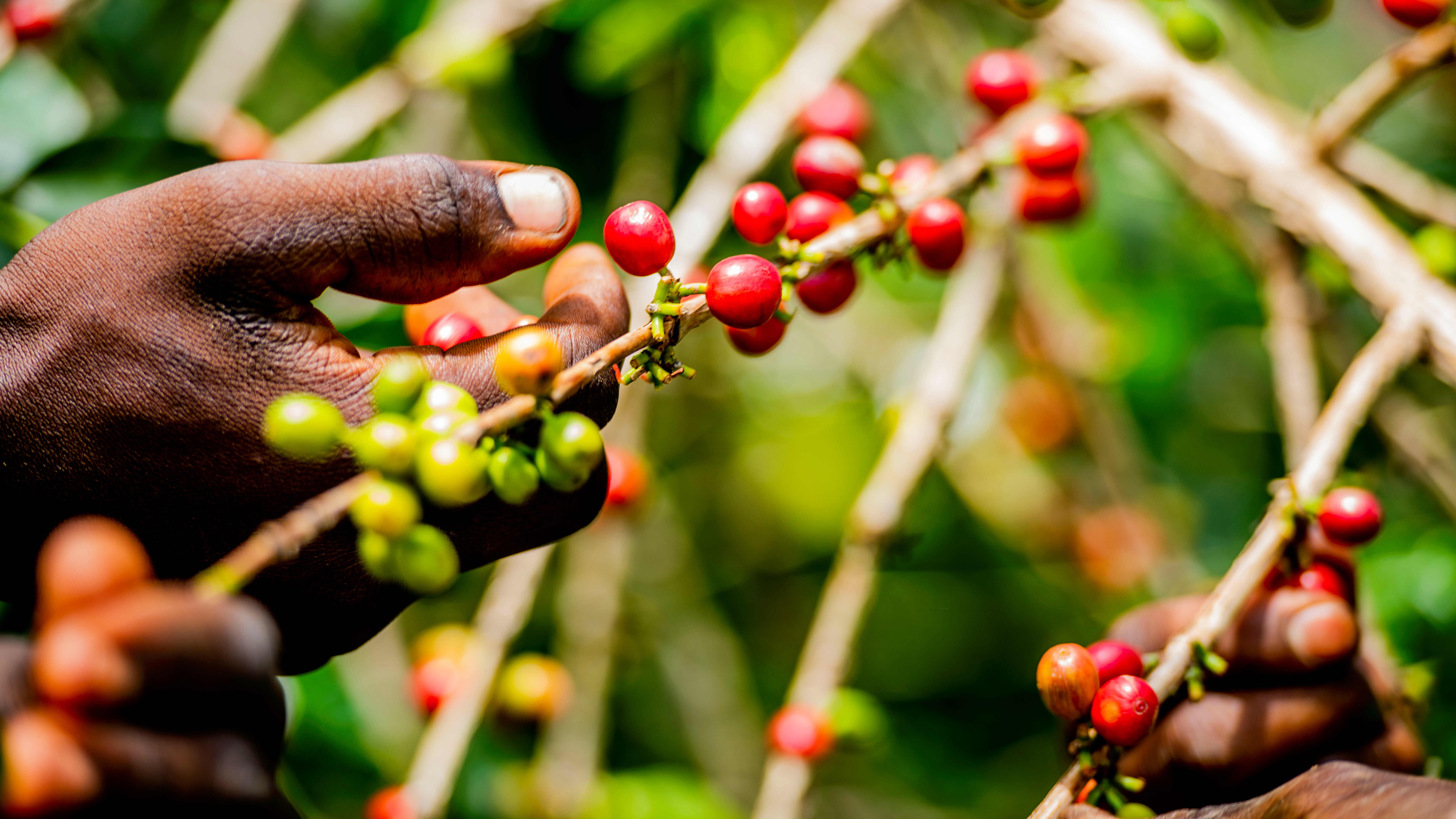 Coffee_and_Patchouli_intercropping_for_increased_-_Kopie__3_.jpg