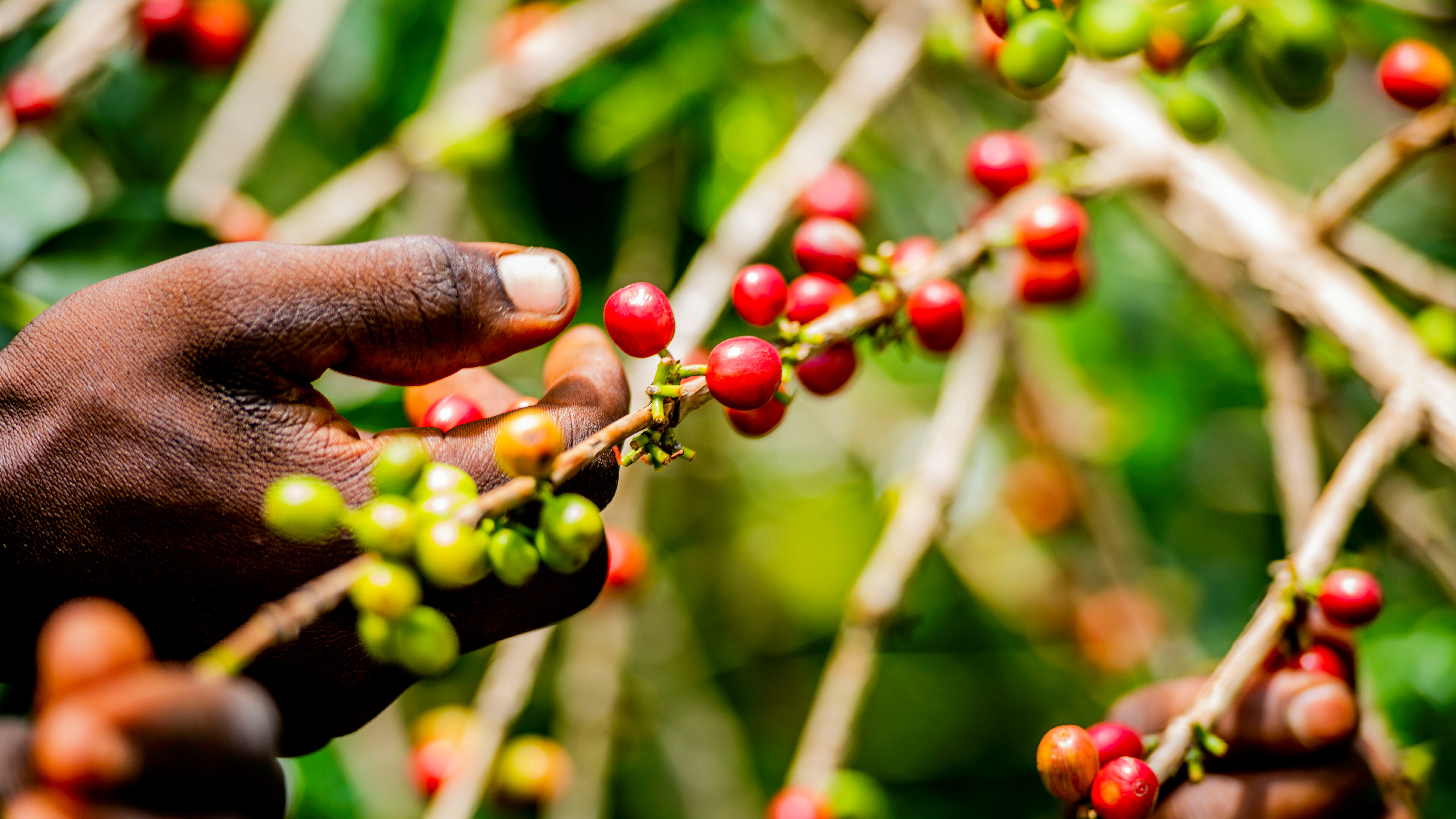 Coffee_and_Patchouli_intercropping_for_increased_-_Kopie__3_.jpg