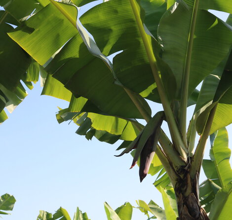 Banane_Icon.jpeg