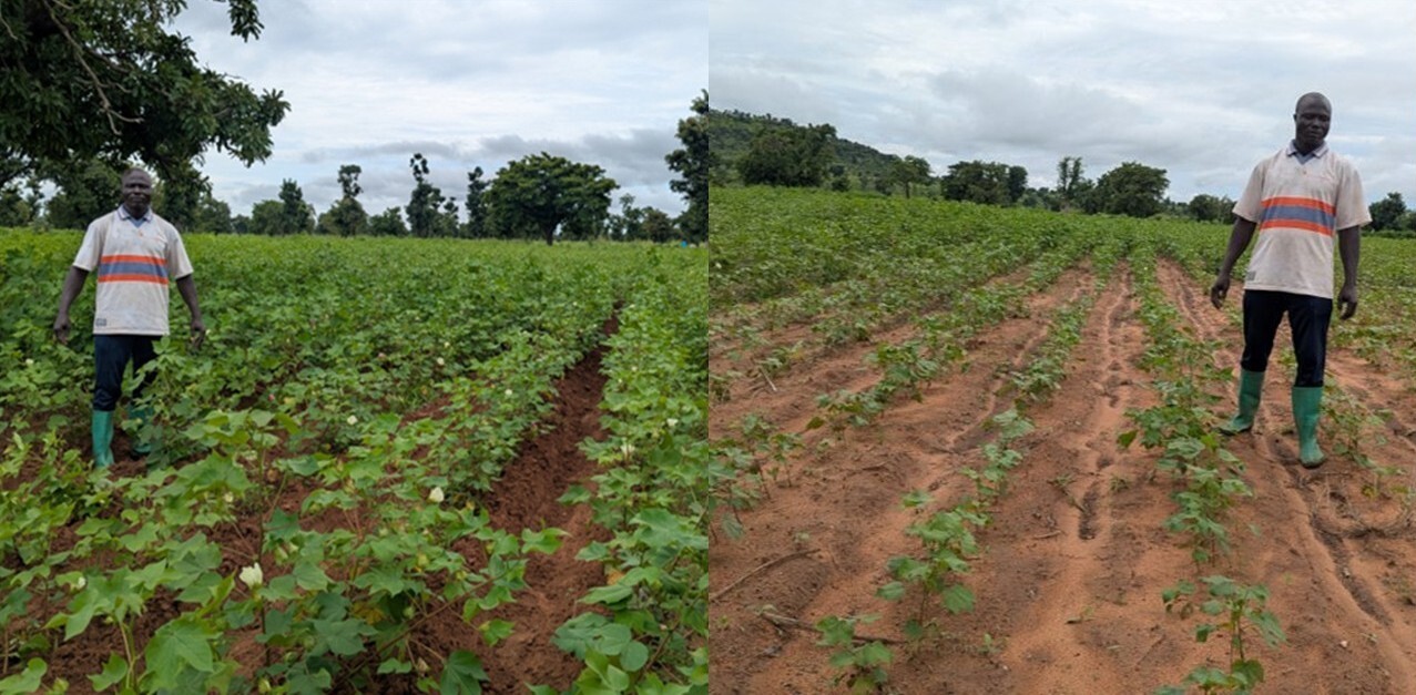 GIZ/Abraham Tchoubou-Salé Cotton_feld_vergleich.jpg