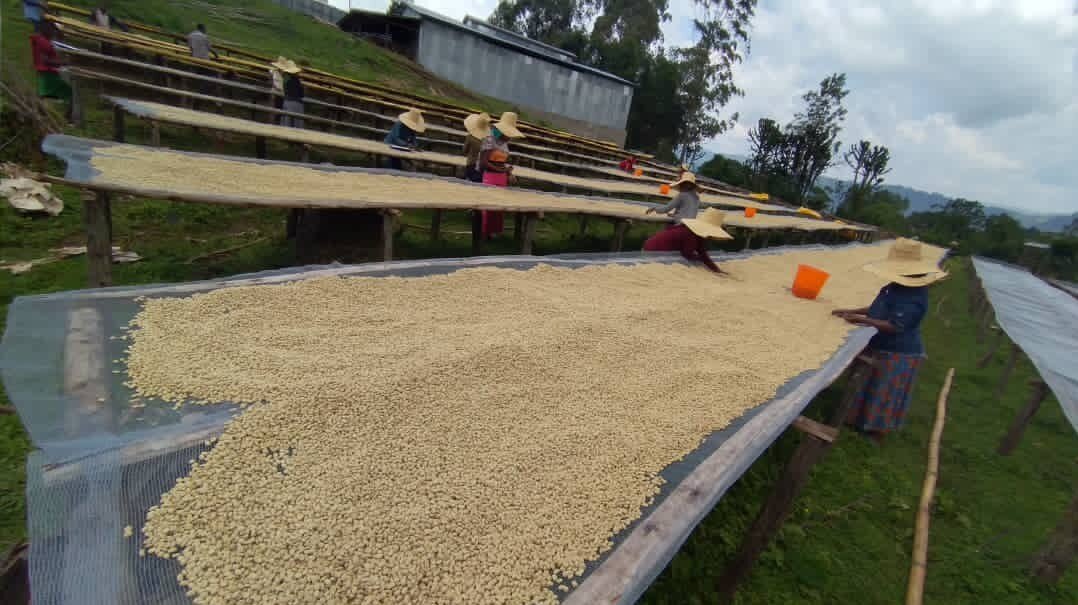 Organic_Cascara_productionto_increase_the_living_income.jpg