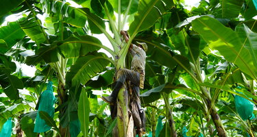 Banane_c_Johanna_Deckers__13_.JPG