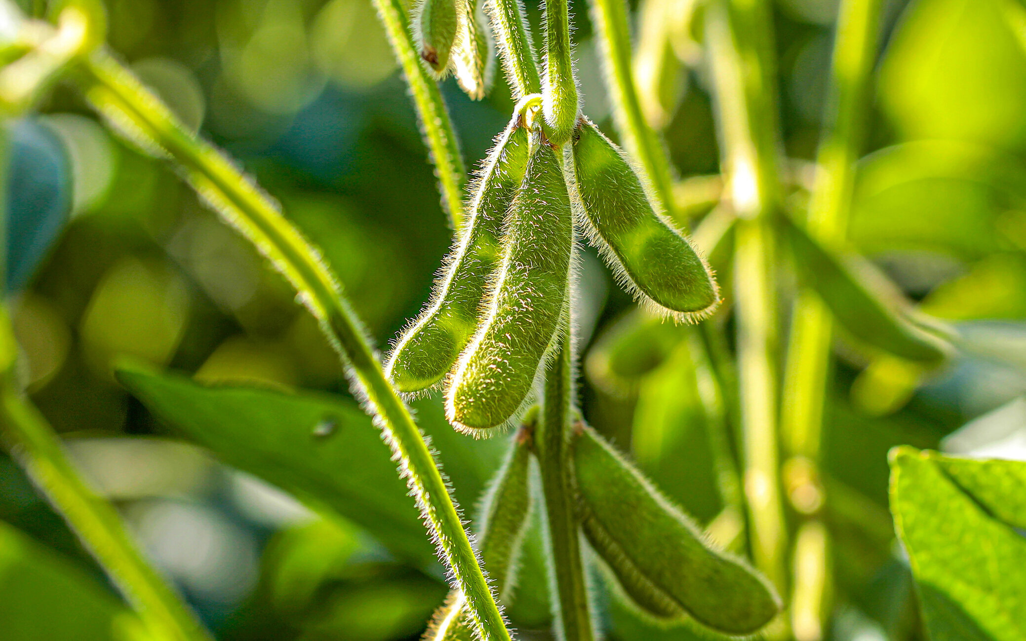 © iStock / Mailson Pignata Soja.jpg