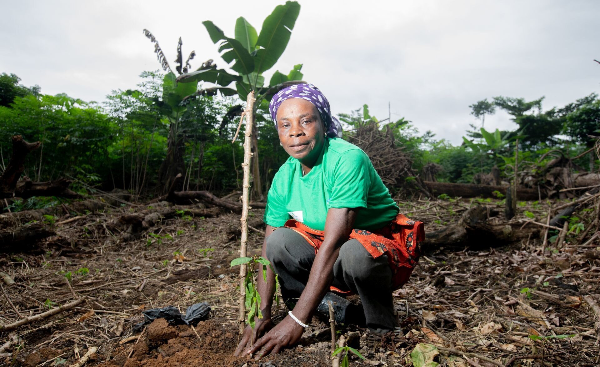 Seedling_planting.jpg