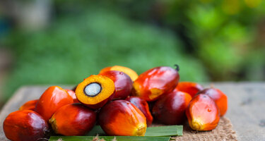 iStock-1084911690.jpg