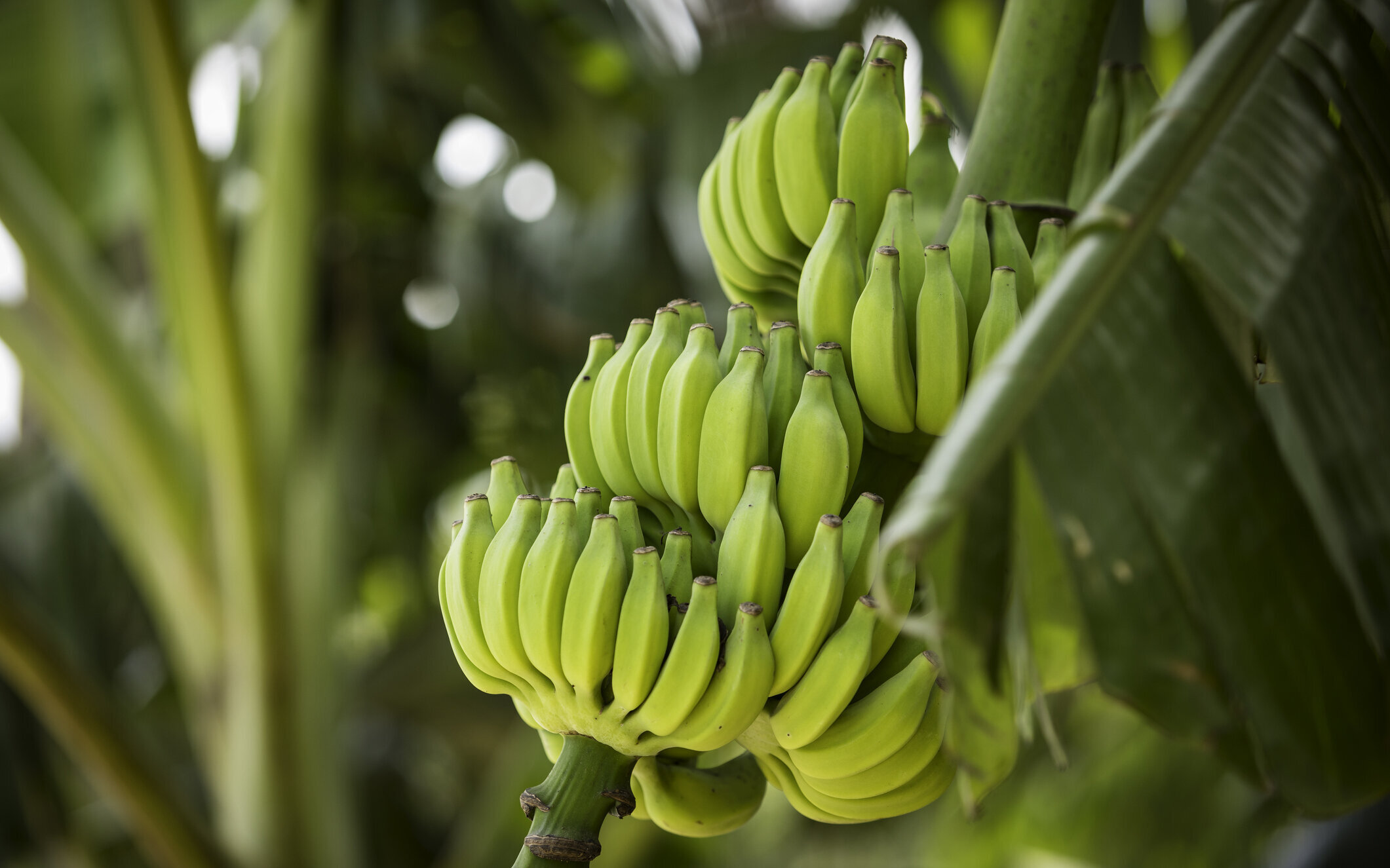 © iStock / Adam Smigielski Banane2.jpg