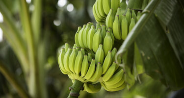 Banane2.jpg