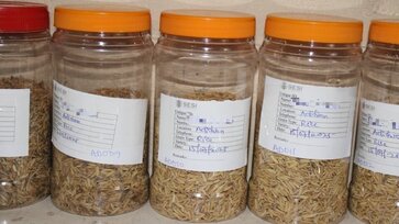 DryCard_rice_samples.jpg