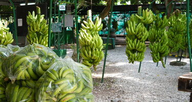 Banane_c_Johanna_Deckers__20_.JPG
