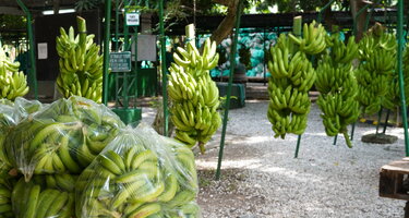 Banane_c_Johanna_Deckers__20_.JPG