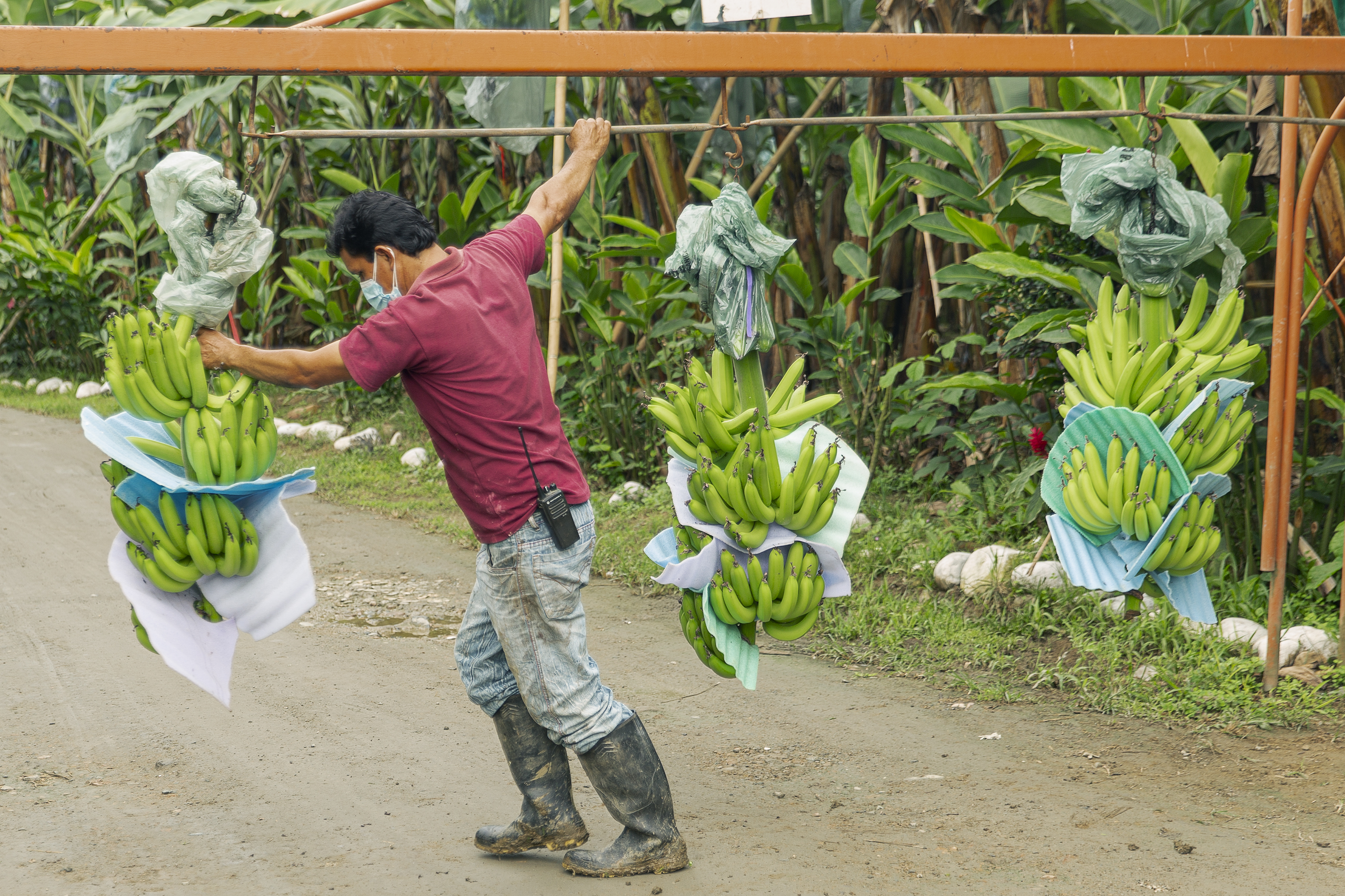 Bild_Banana_Link_2.jpg