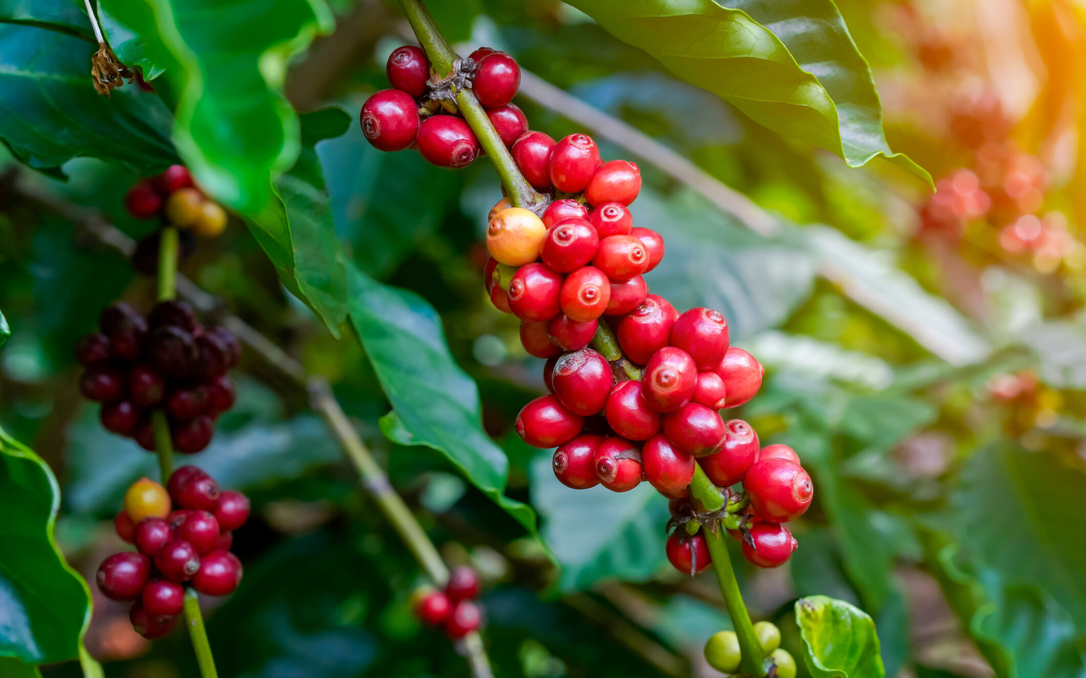 © iStock / varniccha kajai Kaffee.jpg