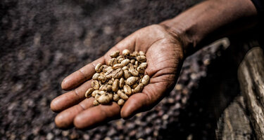 Hand mit ungerösteten Kaffee-Bohnen