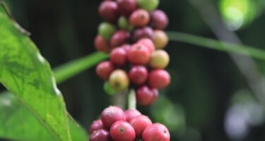 Coffee___Frucht.png