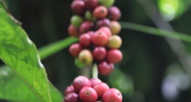 Coffee___Frucht.png